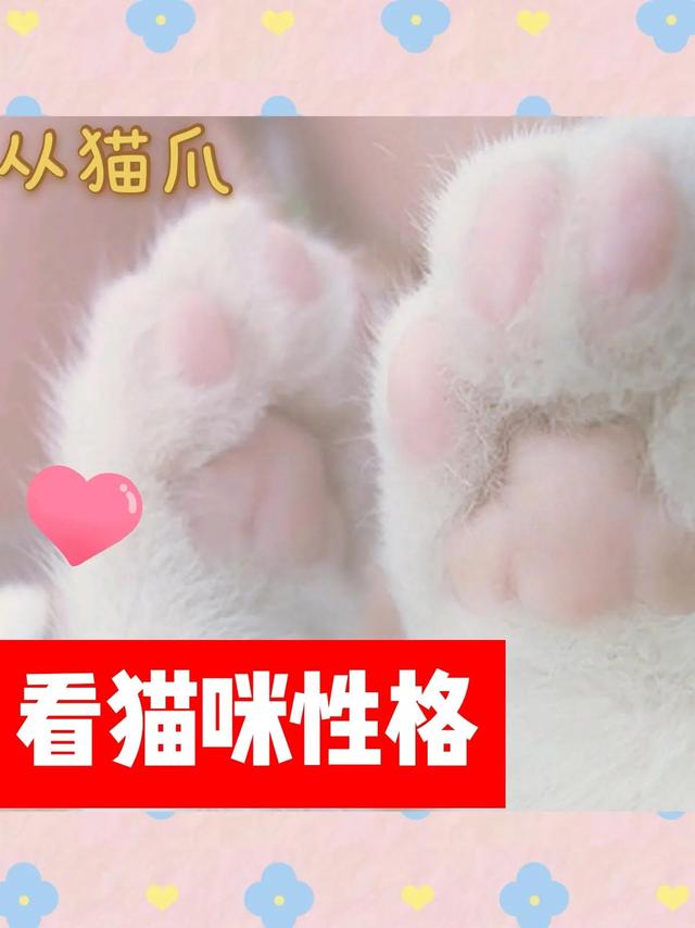 图文 不同形状猫爪代表不同性格猫咪 你家猫咪是什么性格 猫爪子形状 Www Chongwu56 Com