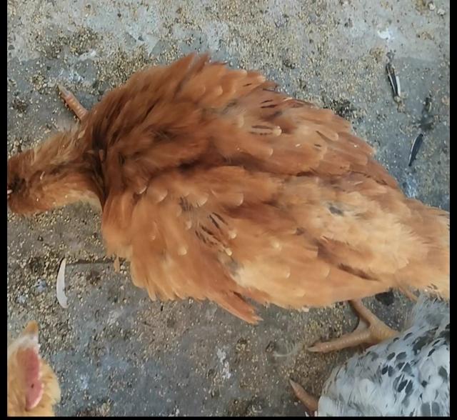鸡球虫病有什么症状照片:蛋鸡产蛋期还会有小肠球虫吗？