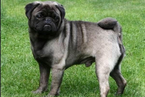 新都巴哥犬吧:巴哥犬生病时，有什么信号？