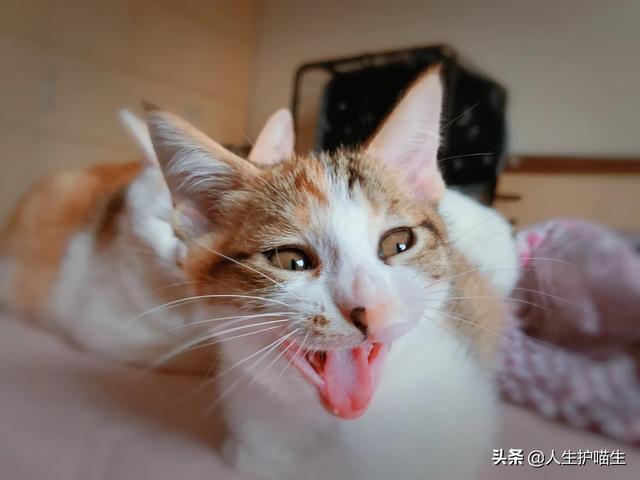 猫咪绝育当晚走来走去:猫咪绝育完一直走来走去可以吗 成年猫咪几乎笼养，但是一直叫，该怎么办？