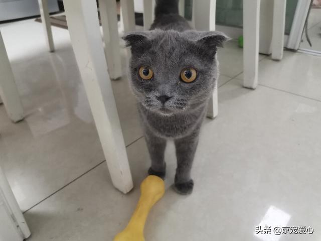 为什么猫咪能缩在小盒子里面:猫养在纸箱子里，然后把猫粮和猫砂放在纸箱里面，这样可以不？