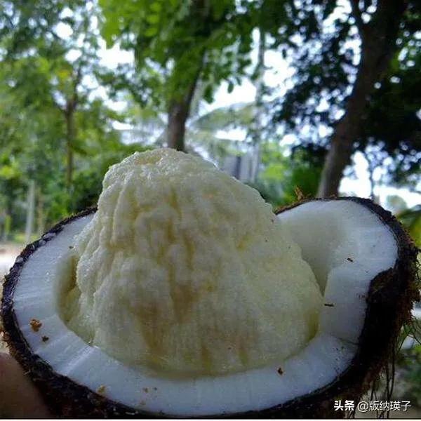椰子芽到底从哪个芽眼长出来的，发芽后的椰子里面的白色有点硬可以吃吗为什么