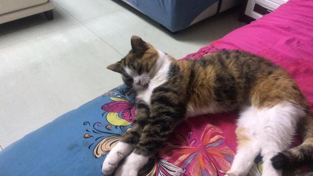 小花猫喵喵叫:为什么新领回来的小猫不停叫呢？