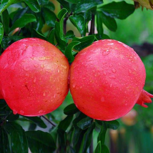 种什么果树最镇宅,植树节前后，农村院子里栽什么树比较好？