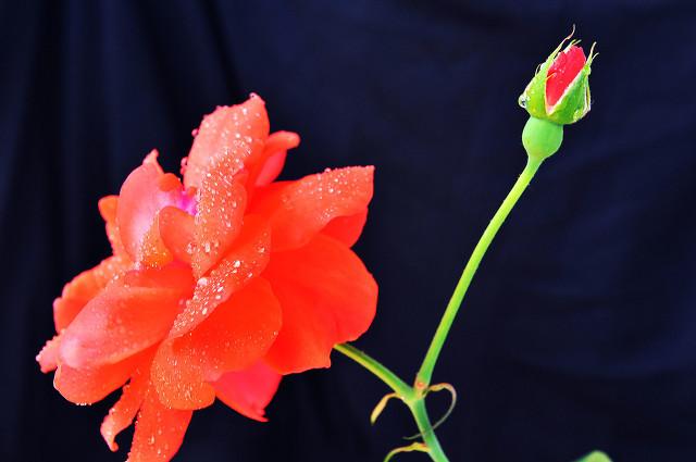 月季花品种介绍:月季花的品种都有哪些 盆栽月季花用什么品种好？