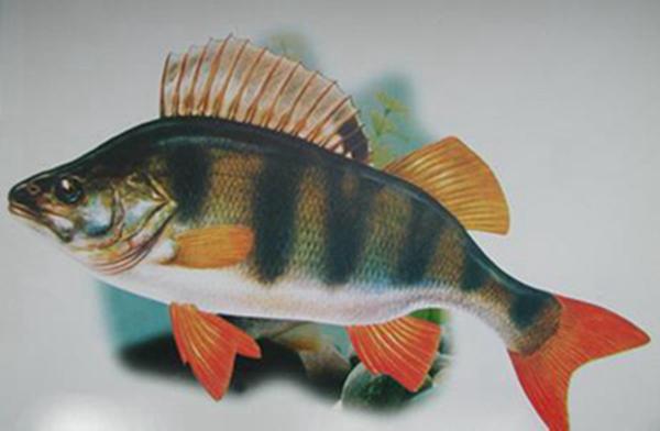 最凶猛的鱼:有没有什么好养的凶猛的冷水观赏鱼？