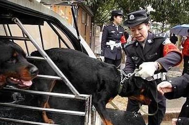 藏獒之家网站大全:买狗狗时，什么样的幼犬不能选？