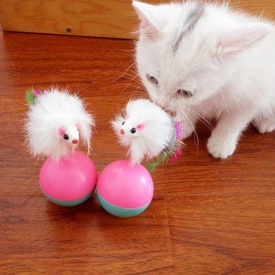 素力高海藻粉对猫咪的作用:怎么从一窝猫咪中挑选出猫王？