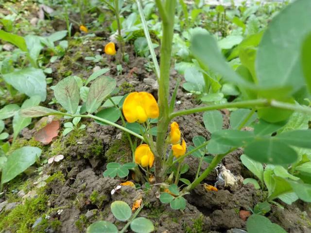 花生黑蚜虫怎么防治:黑花生怎么种植才能高产？