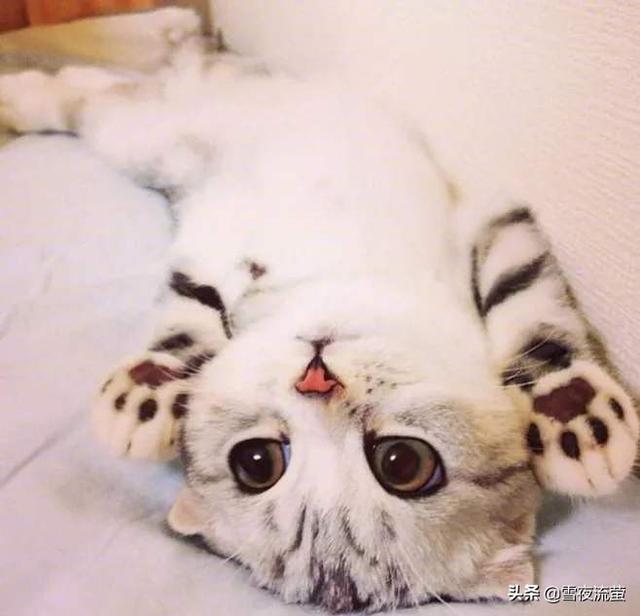 养猫记 by angelo:你相信养猫会变穷么？养猫人的噩梦，从此节操是路人？
