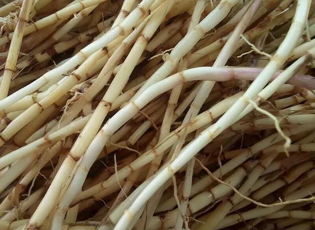 头条问答 - 茅草根有什么功效?(105个回答)