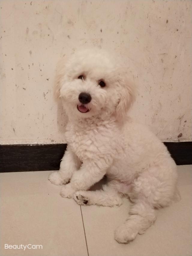 头条问答 犬类动物会做梦吗 比如狗 14个回答