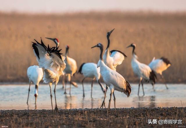 赤胸朱顶雀多少钱:四灵到底是麒麟、龙、龟、凤凰还是青龙、白虎、玄武、朱雀？