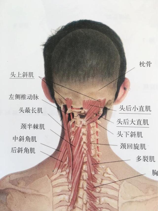 肩颈结构示意图图片