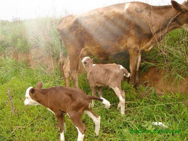 小龙猫用什么人工喂奶:0到3个月的小牛如何喂养？