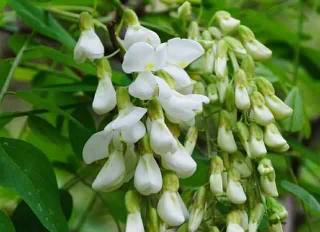 洋槐:洋槐树 过去的人们为什么爱采食洋槐花？你吃过洋槐花吗？