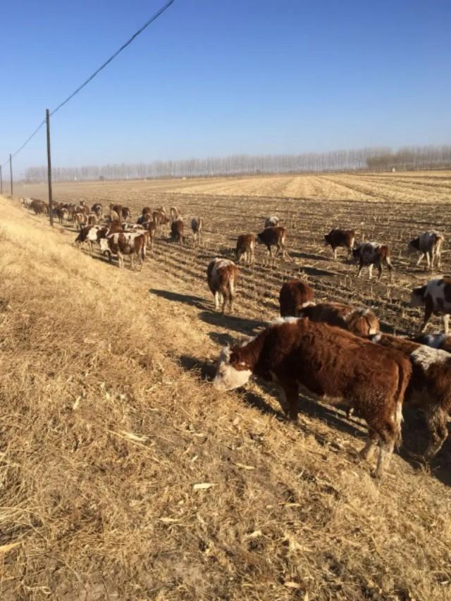 反刍的拼音:90天犊牛不反刍不吃草怎么办？