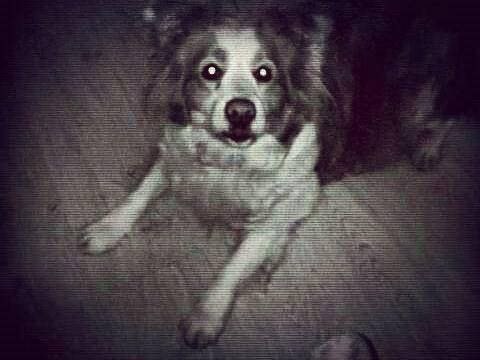 改变世界的犬类下集:狗狗是色盲吗？可以看见其他颜色吗？