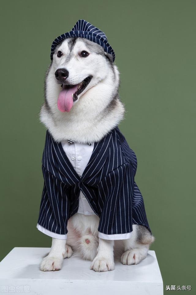 美国秋田犬性格及外型特征:母秋田犬来例假会不会造成性格反常？会这样吗？该怎么办？ 秋田犬属于牧羊犬系列吗