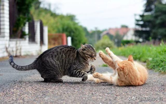 猫科动物:猫科动物的“躺地拳”有何精妙之处？什么情况下会使用？