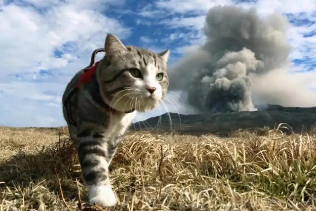 爱养猫的女人心理:为什么现在养猫的女人那么多？