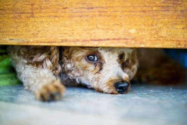 狗狗冲冲冲免费下载:泰迪犬不听话了，有什么办法让它更加服从吗？