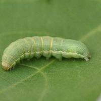 水果大战害虫:有些水果外面完好无损，里面的虫子是怎么“长”出来的？