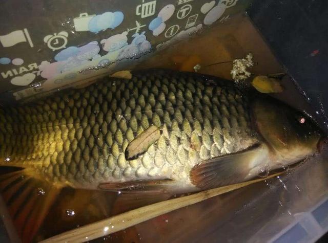 头条问答 这个季节为什么鱼不好钓 大师们高抬贵手指教吧 11个回答