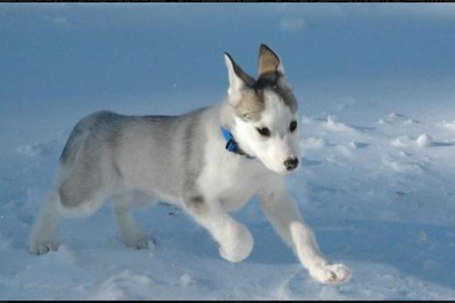 雪橇犬哈士奇:哈士奇为什么可以当搜救犬？