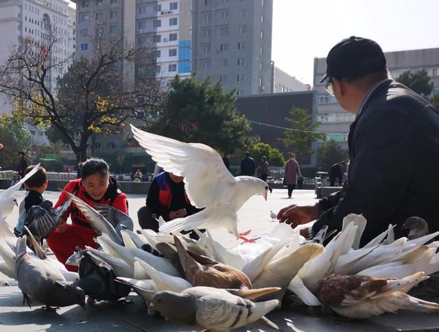小鸽子图片大全大图:“鸽姿”飞扬的照片怎么拍？