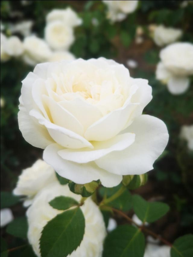 (初见花田的回答,0赞)