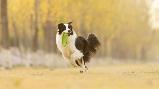 澳洲牧牛犬的优缺点:澳洲牧牛犬打架厉害吗 什么品种的狗狗不贵，适合在山上放牛？