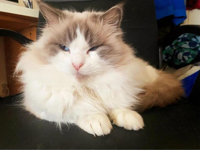 这只布偶猫怎么样呢？