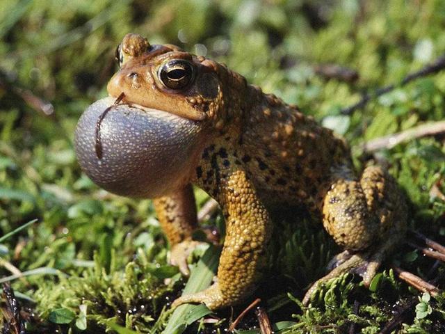 如何区分青蛙癞蛤蟆蟾蜍