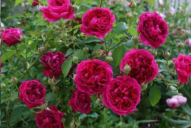 最香的几款月季品种是什么？插图138