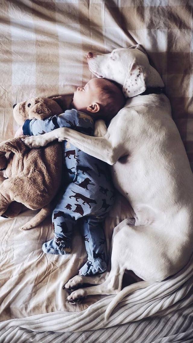 比格犬图片:孩子快上小学了一直想养只狗，哪些狗狗的性格比较温顺？