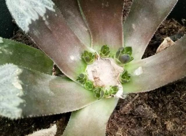 姬玉露徒长后怎么处理:多肉植物“玉露”出现徒长，应该怎样处理？