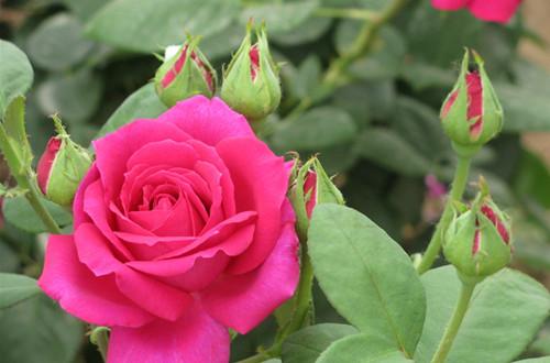 玫瑰和月季有什么关系，玫瑰和月季有什么区别玫瑰和月季的养殖方法