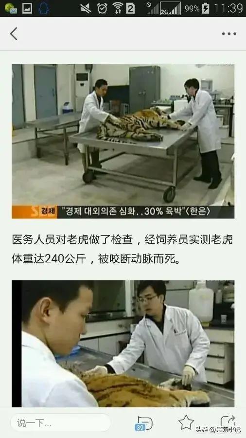 鬼獒王咬死狮子图片:在非洲草原上老虎会咬狮子吗？