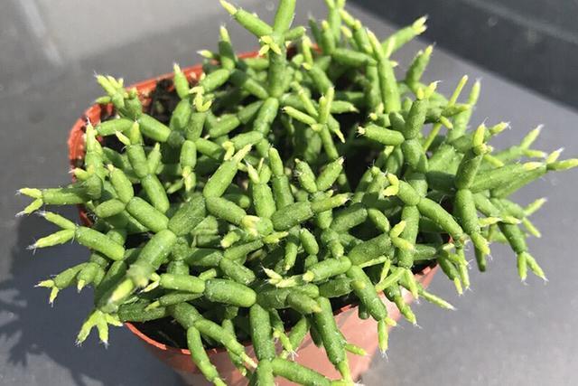 多肉木偶人开花会死吗？