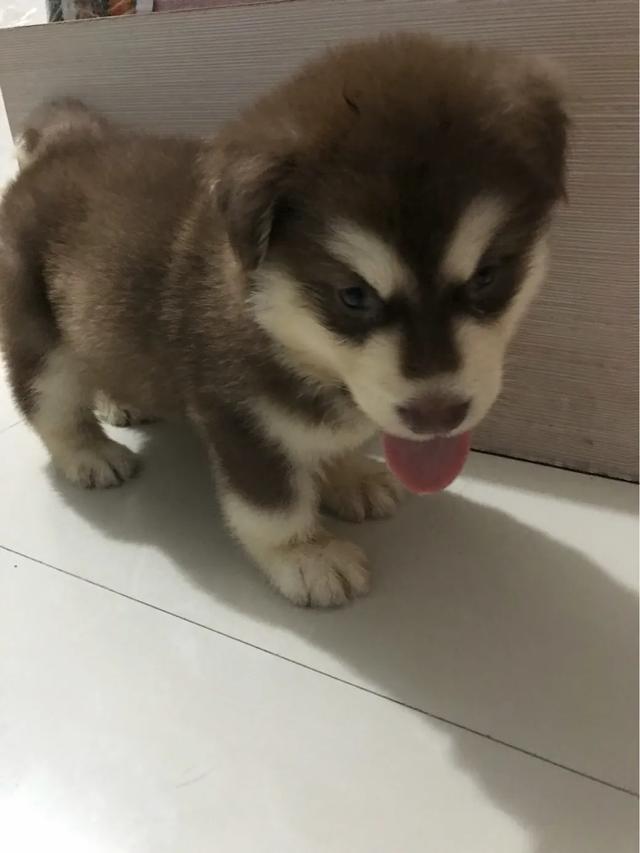 2个月小狗上吐下泻:2个月的金毛幼犬上吐下泻吃什么药？