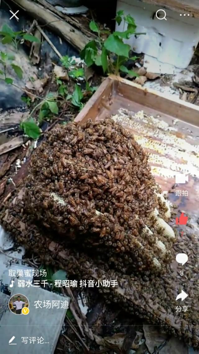 穆熙妍微博础稳定:穆熙妍微博 怎么分蜂才能防止蜜蜂再次分蜂啊？