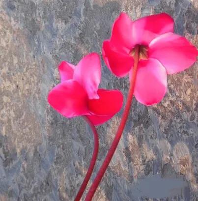 兔耳花的养殖方法:我养殖的兔子花开花少，该怎么办？