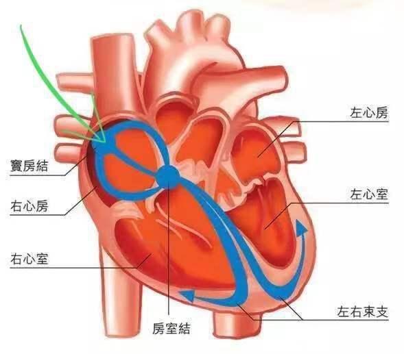 心率变异性怎么解读，什么叫“窦性心律”？会影响身体吗？