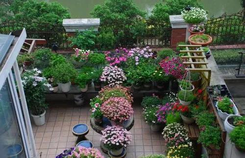 家中种植哪些植物可以净化空气
