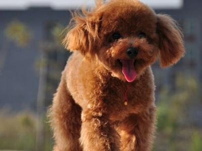 葡萄牙水犬叫什么名字:泰迪犬好养吗？有什么比较常见的缺点呢？