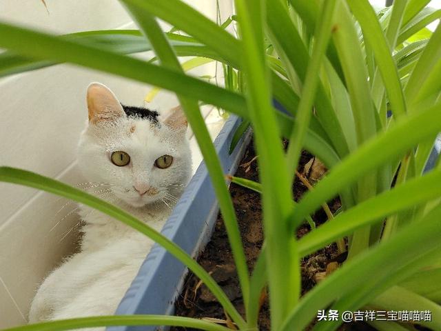 国产猫粮:哪个牌子的猫粮比较好，吃了没啥问题的？