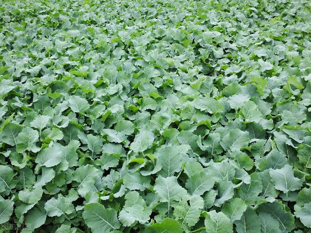 怎么样才能育出最好的油菜秧?_小强知识网