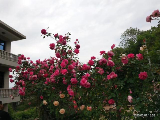月季花的栽培和管理:月季花的栽培与管理 大游行月季花的养殖方法？