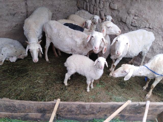 无脖牧羊犬遭弃 腾讯:“北京30套房小哥：人一闲就废了”，如果你有十套房还工作吗？